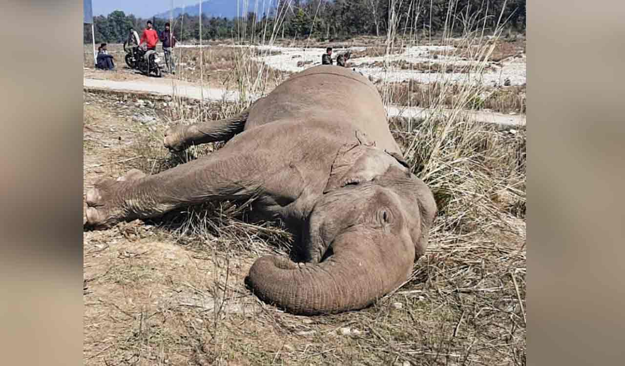 Female elephant dies of electrocution in K’taka, farmer booked
