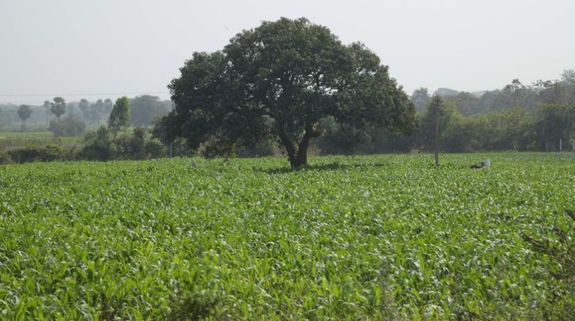 Yasangi agriculture operations in full swing in Hanamkonda district