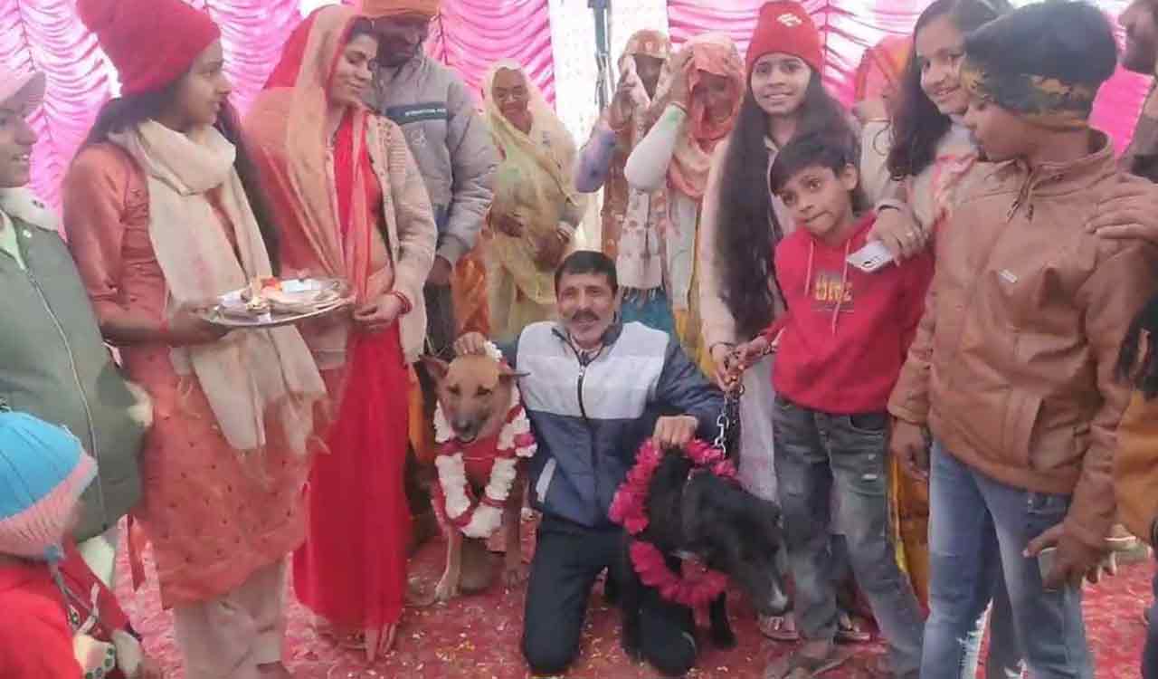 Music, dance, pheras…Dogs got hitched in Uttar Pradesh’s Aligarh