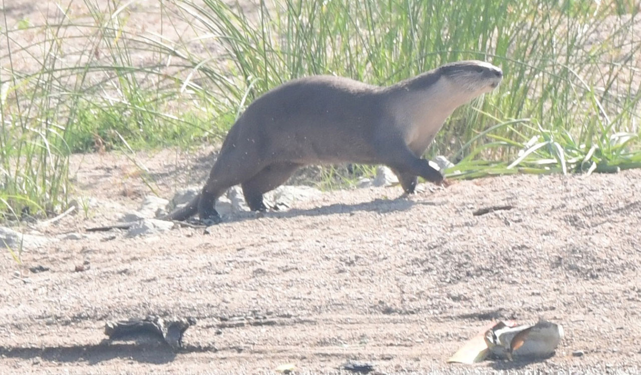 Telangana: Rare and endangered giant river otters sighted in Mancherial