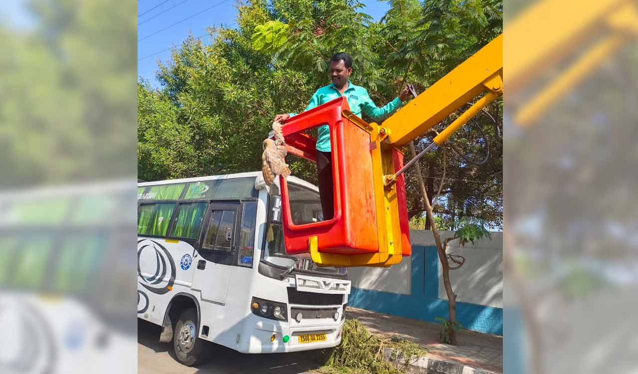 Barn owl trapped in nylon manja rescued by Siddipet civic staff