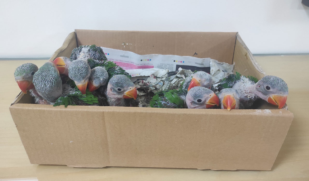 Ten Alexandrine Parakeets seized from two persons in Hyderabad