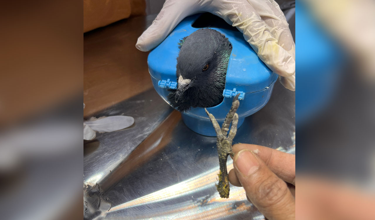 Chinese Manja toll: 30 birds killed, 90 rescued, 2 euthanised in Telangana