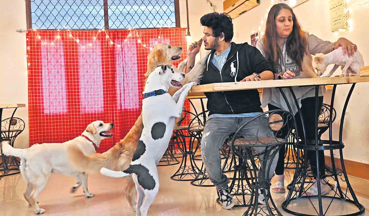 Paws taking over cafes in Hyderabad