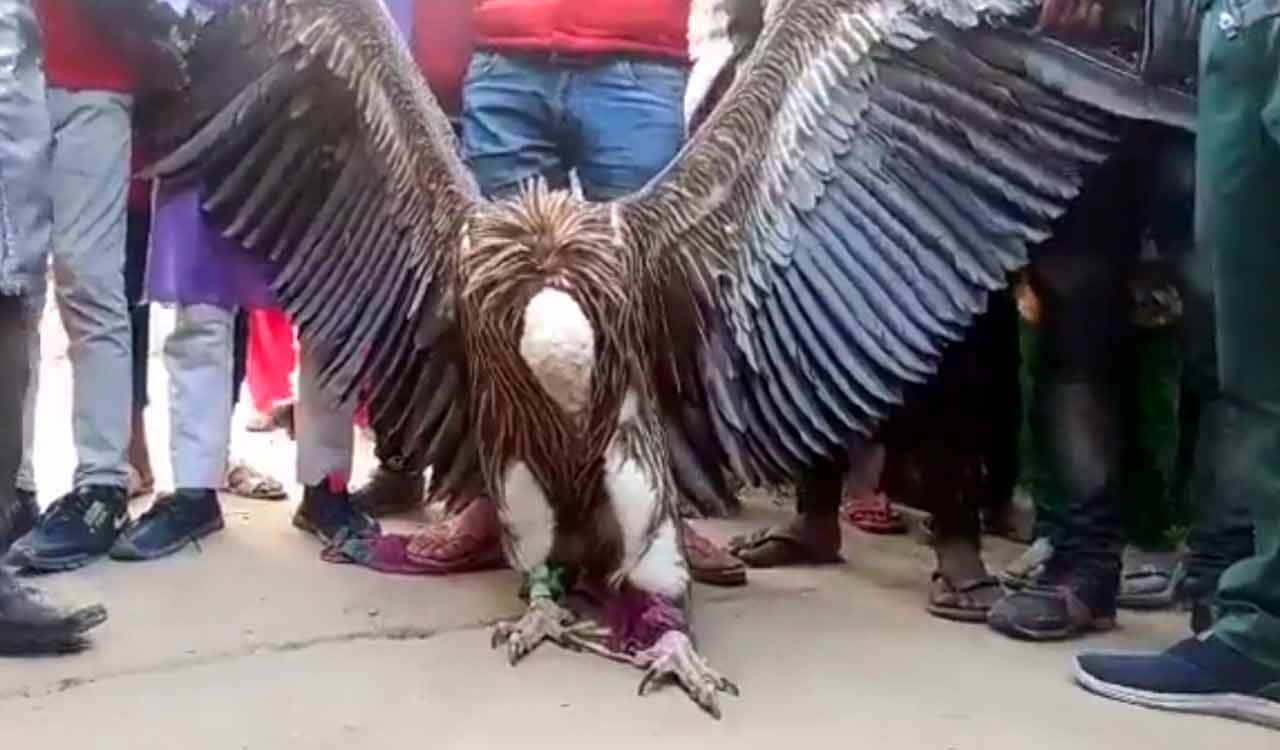 Rare Himalayan Griffon vulture found in Uttar Pradesh