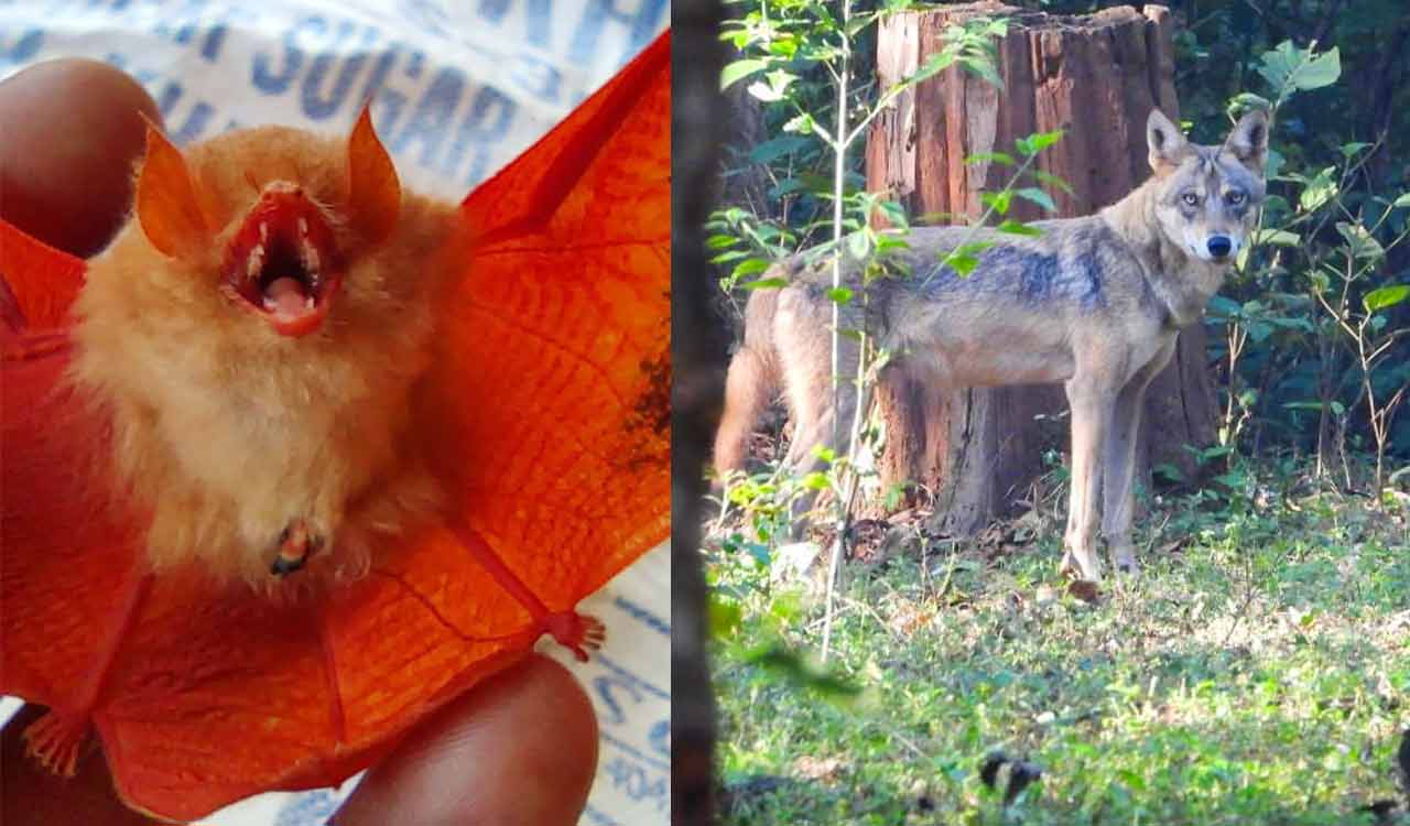 Rare ‘Orange bat’, endangered Indian Wolf spotted in Chhattisgarh’s Bastar