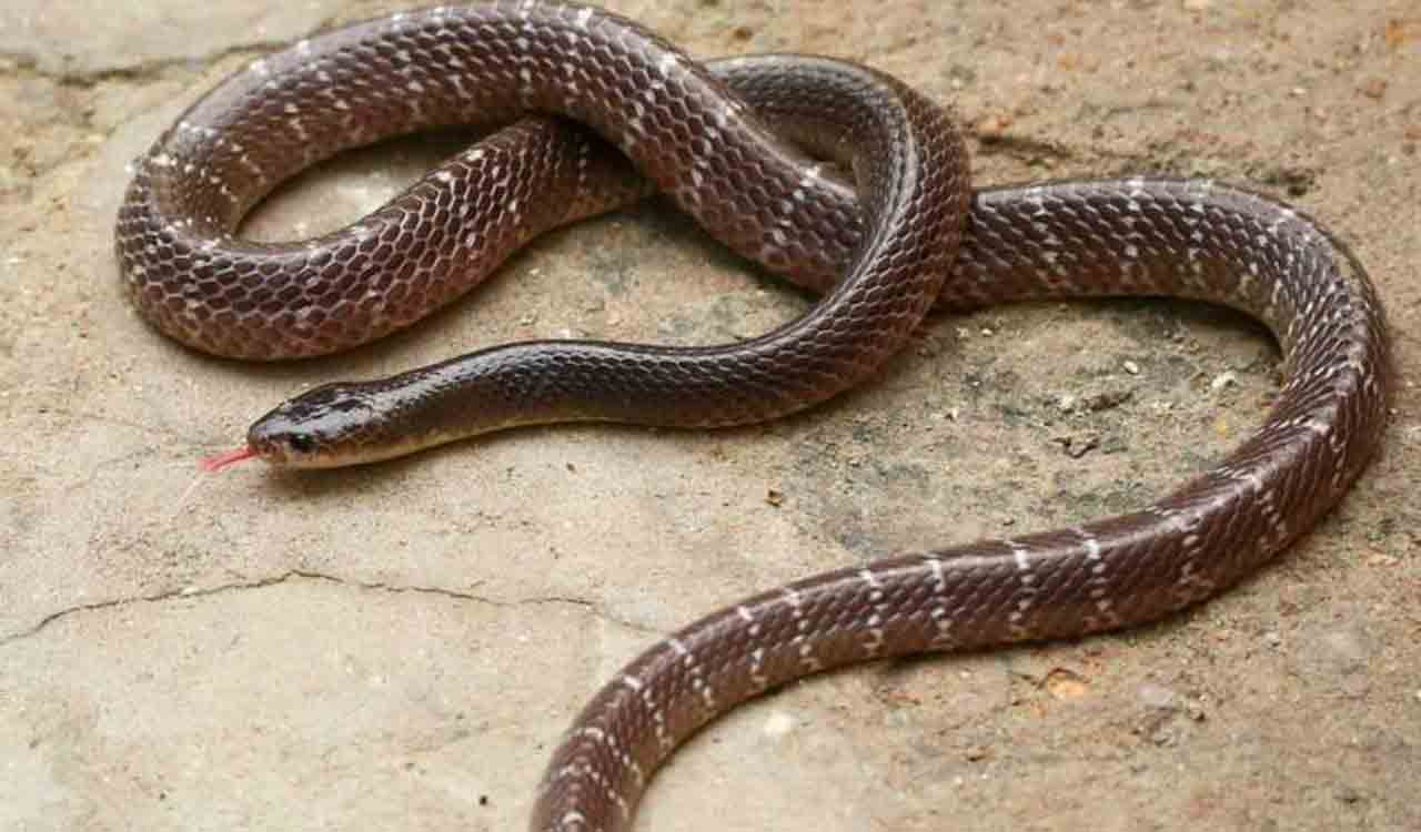 Selfie with snake proves fatal for Nellore youth