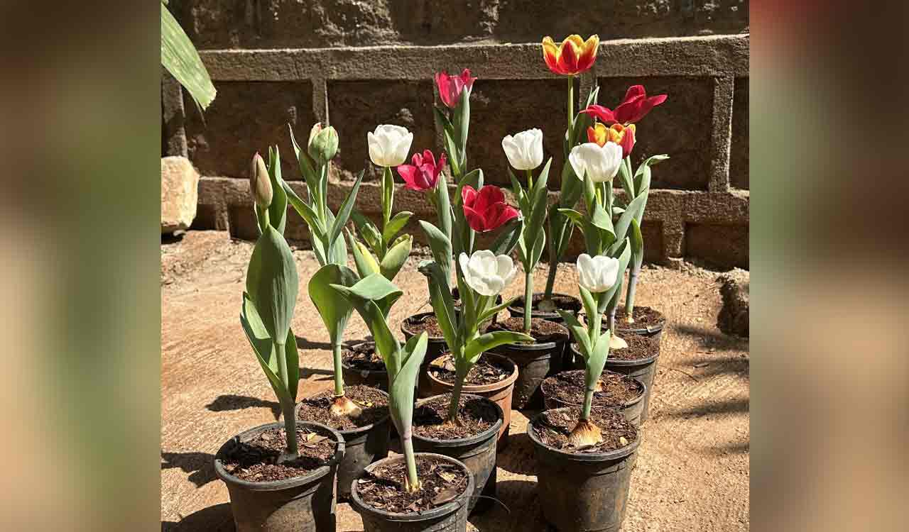 More tulip bulbs in Hyderabad parks