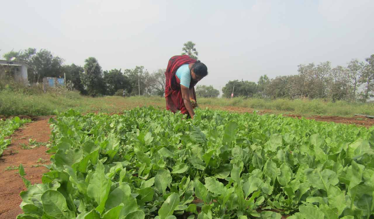 Cultivation of leafy vegetables bring rich profits to farmers of this tiny village in Nalgonda