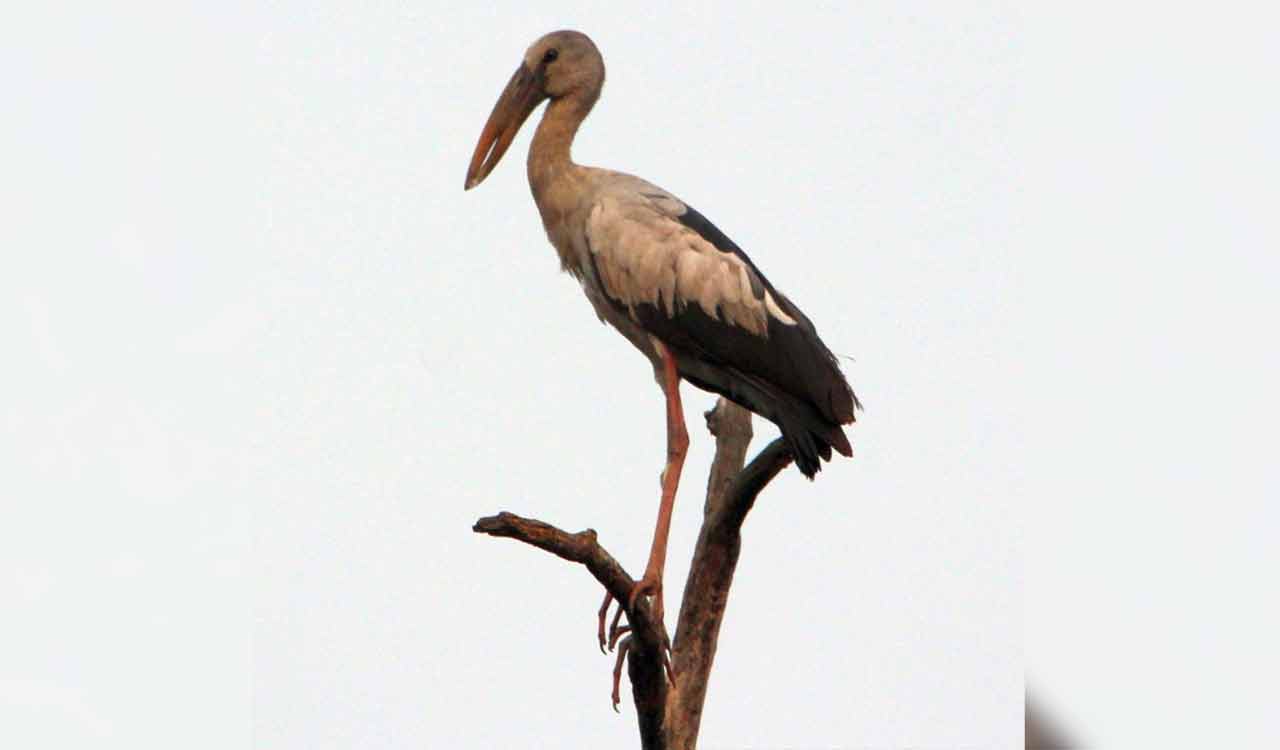Mancherial: 40 bird species recorded during day-long walk in Kawal Tiger Reserve
