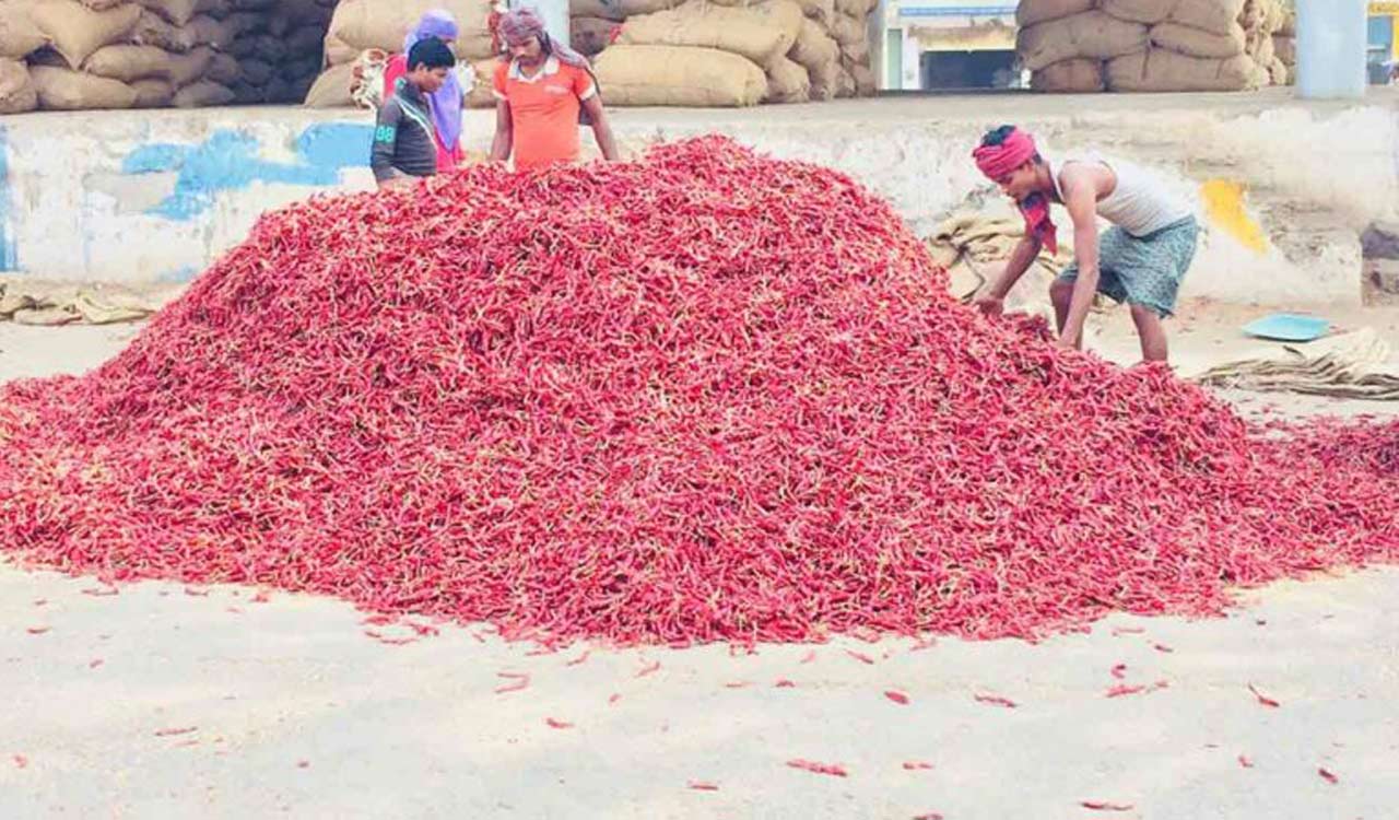 Hanamkonda: Desi chilli sold for season’s high of Rs 81,000 per quintal