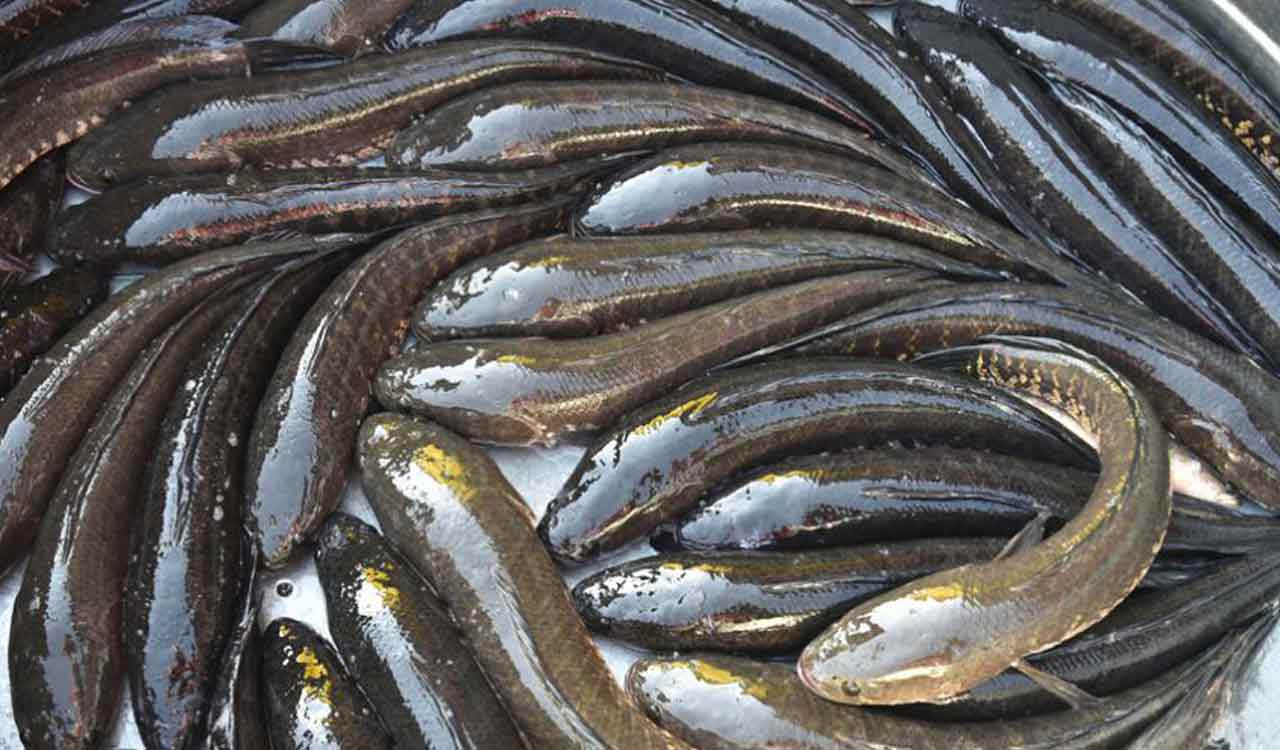 Hyderabad: Wholesale fish market to come up at Koheda