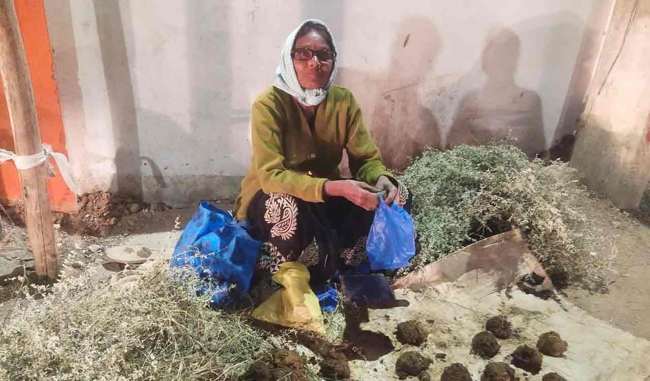 Telangana: Cow dung in demand for gobbemmas ahead of Sankranti