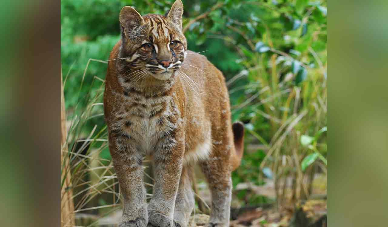Rare Asian golden cat spotted in North Bengal