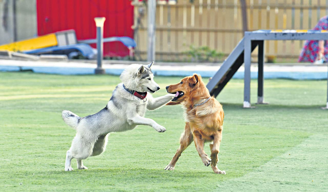 Hyderabad way ahead of other Indian cities in pet care