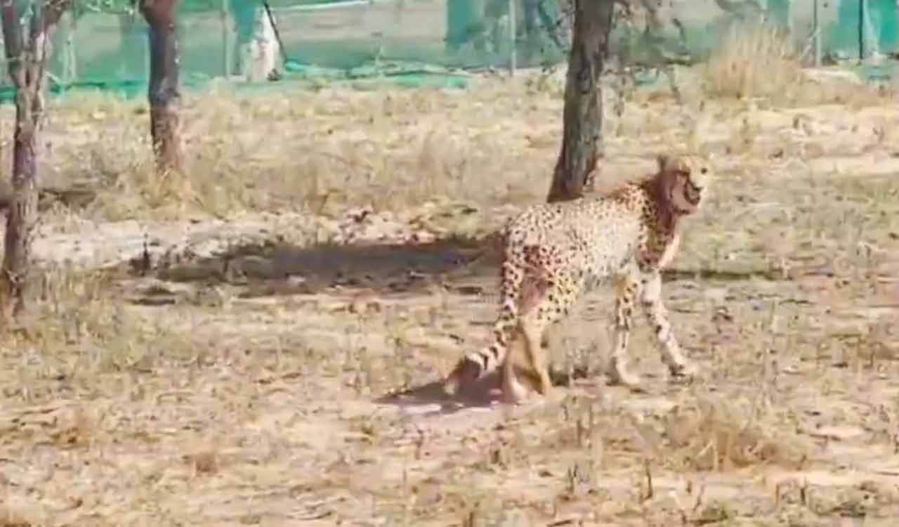 12 cheetahs from SA released into quarantine enclosures at Kuno National Park