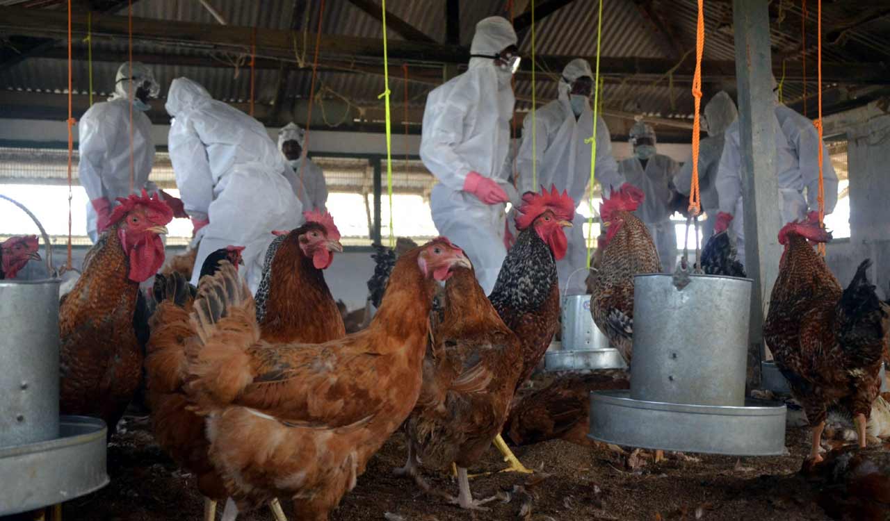 Avian Influenza (H5N1) detected in samples of govt poultry farm, Bokaro, Jharkhand