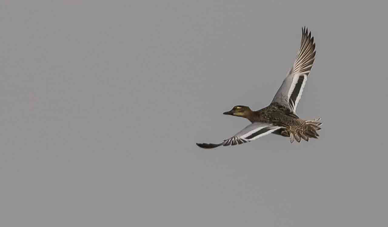 Bird Walk in Mancherial’s Kawal Tiger Reserve from Feb 4