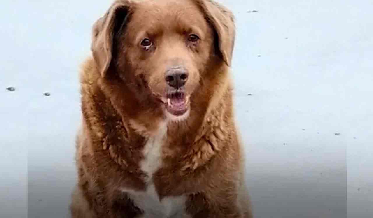 Watch: Bobi, world’s oldest-ever dog