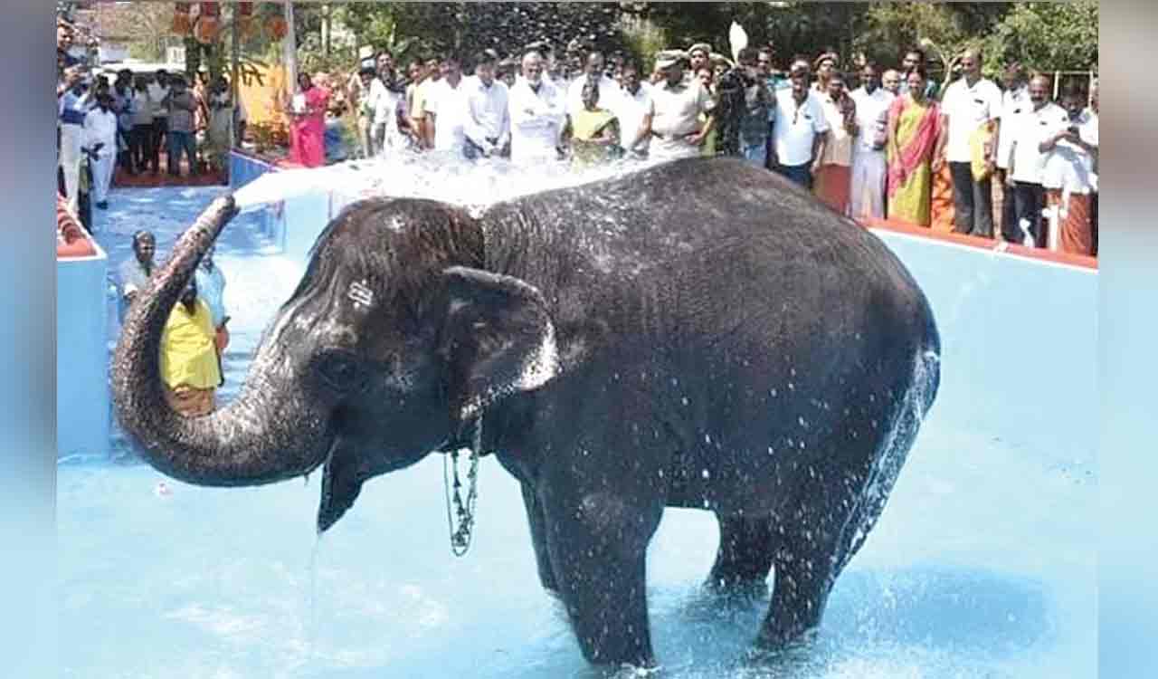 TN authorities construct bathing pool worth Rs 50L for temple elephant