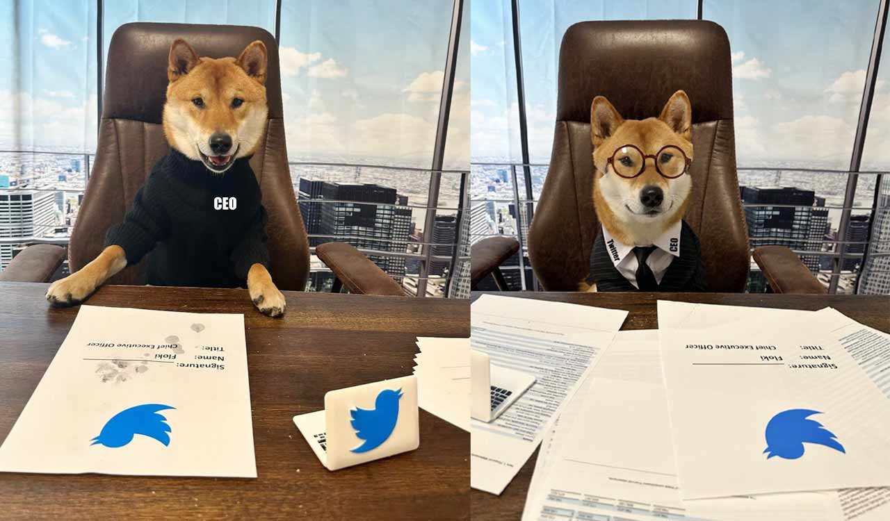 Believe it or not! New CEO of Twitter is Floki, the pet dog of Elon Musk 