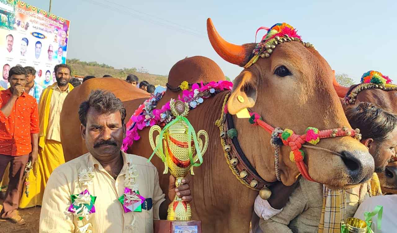 Bull sold for Rs 1.3 lakh in biggest cattle fair in Sangareddy