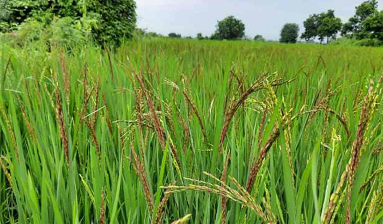 Telangana paddy yield to touch 1.5 crore tonnes