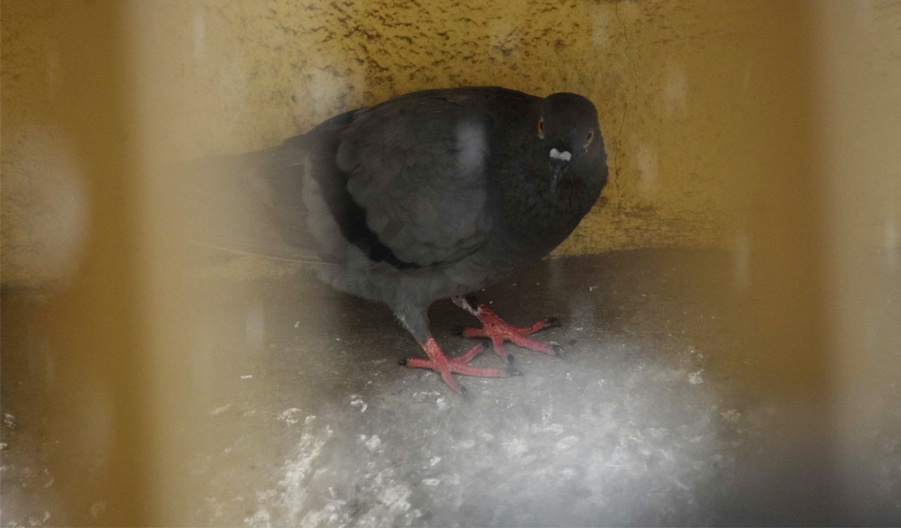 Pigeon with message leaves people guessing