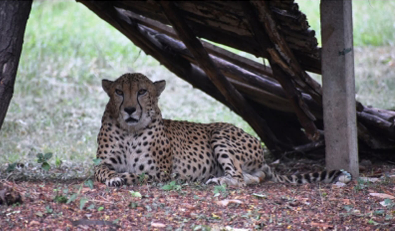 South Africa translocates 12 cheetahs to India