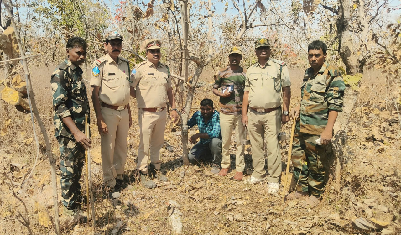 Tigress ‘Four Mark’ and 3 cubs continue to roam in Adilabad