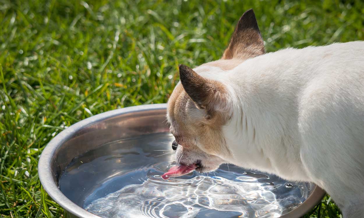 Water bowls, billboards to be set up to curb street dog menace