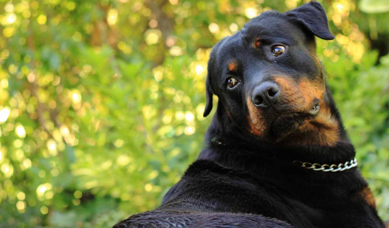 Dog owner gets 3-month imprisonment 12 years after canine bit man