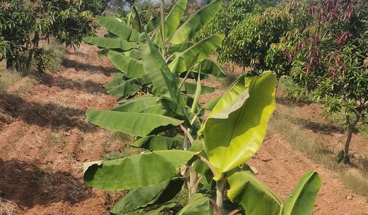 Banana cultivation as internal crop yields profits for Nalgonda farmers