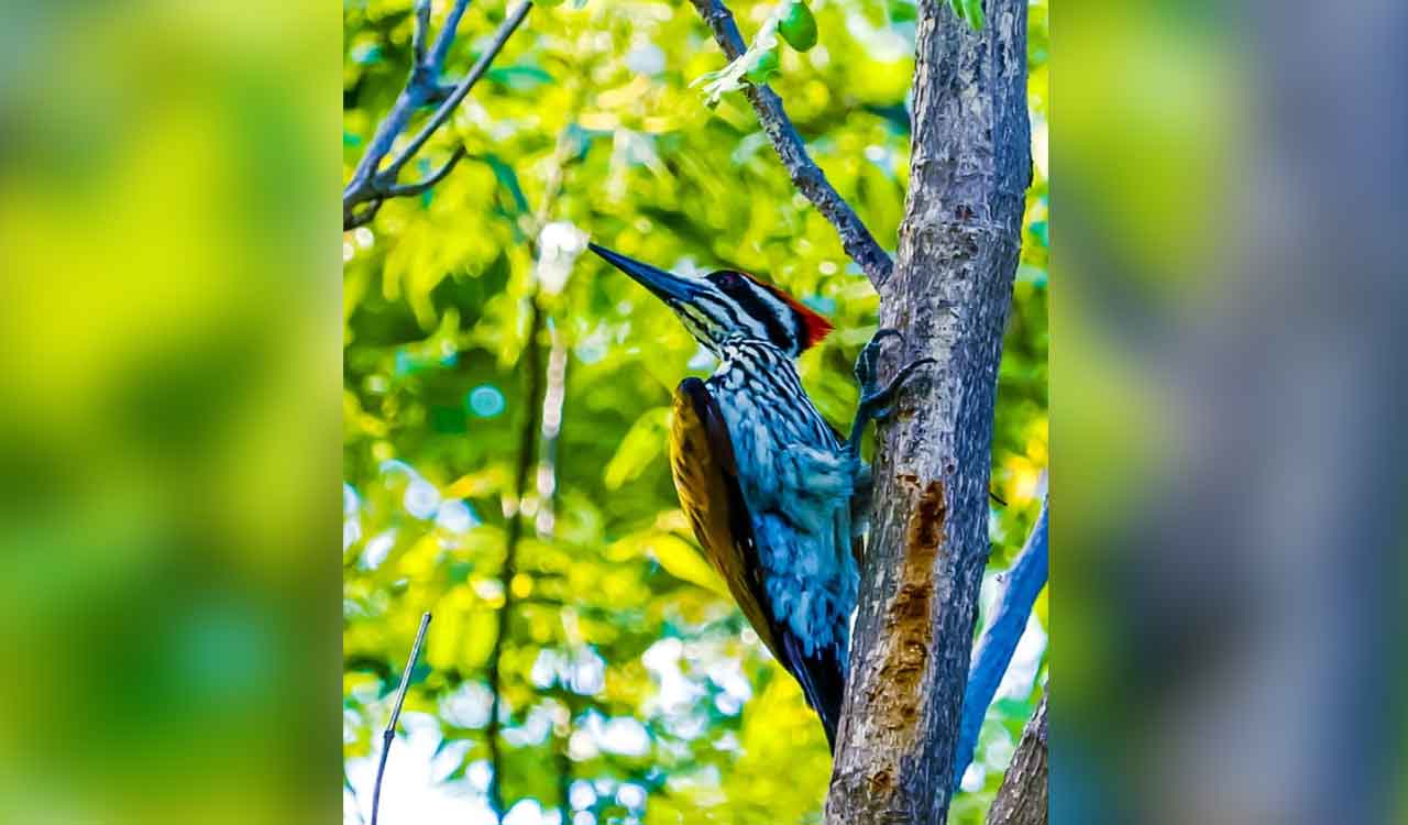Bird walk concludes in Kawal Tiger Reserve
