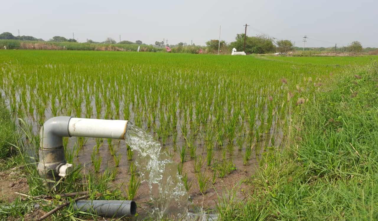 Karimnagar sees sharp rise in paddy acreage this Yasangi, thanks to Kaleshwaram