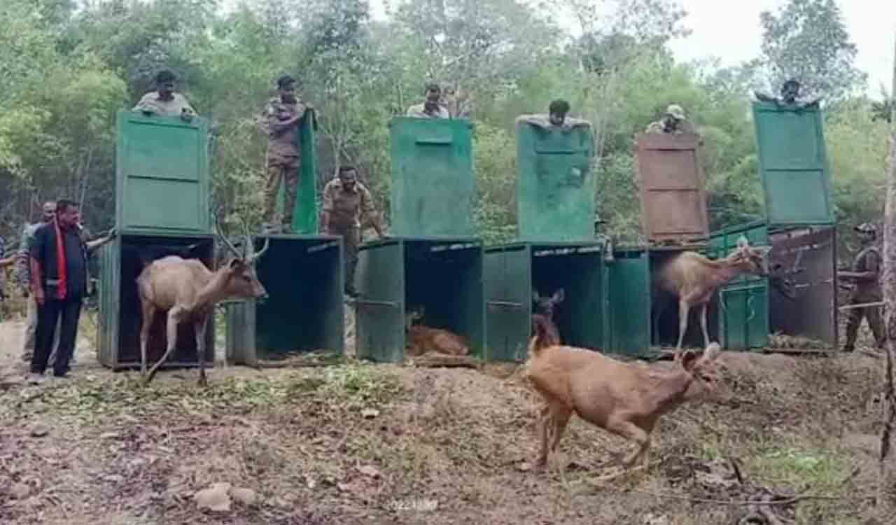 TS Forest dept translocates wild herbivores from Zoos, Parks to tiger bearing areas