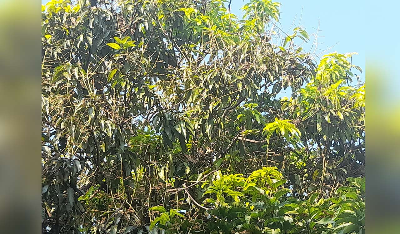 Hoppers pose threat to mango yield in Sangareddy