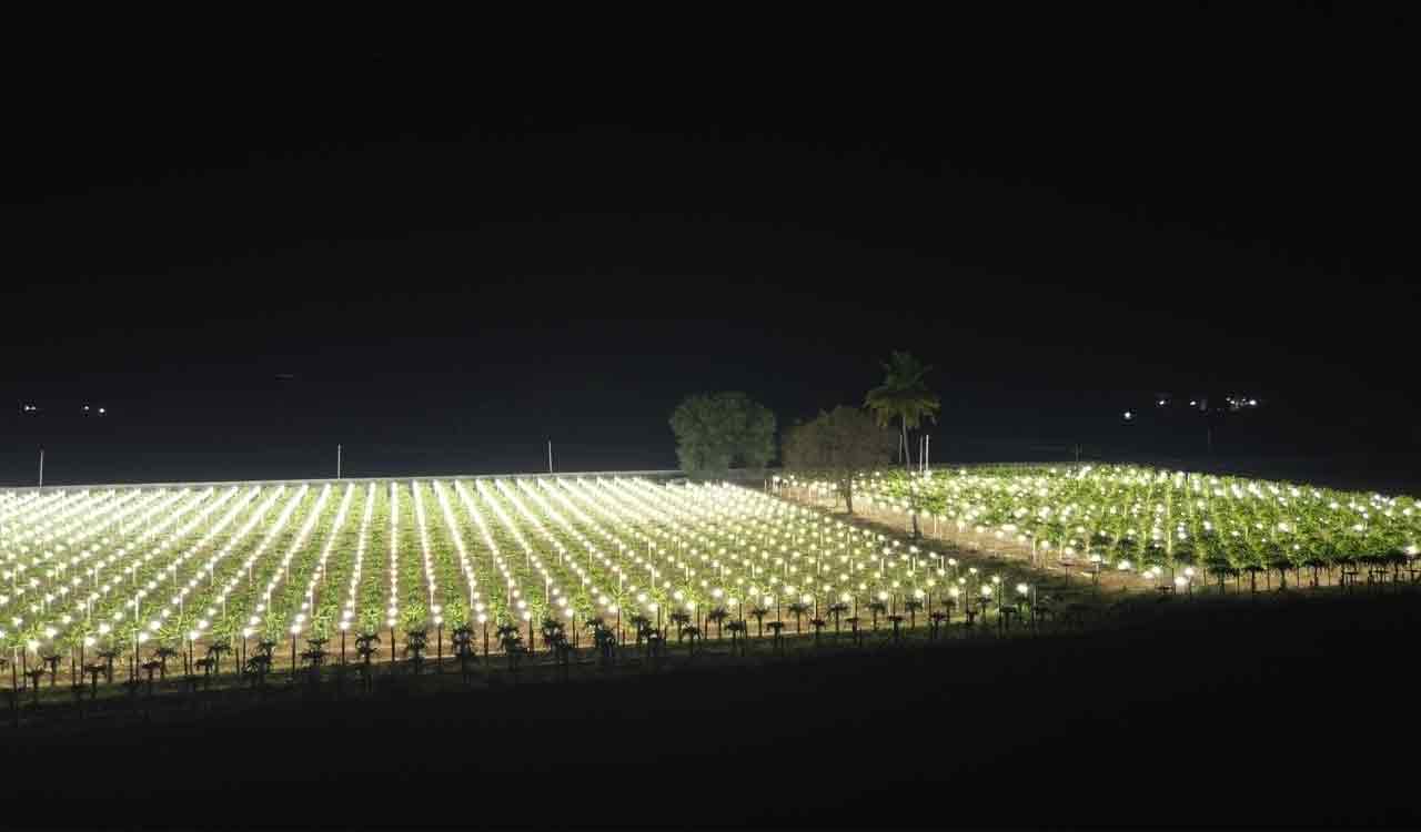 Dragon fruit farm becomes spectacle with LED lights for additional light