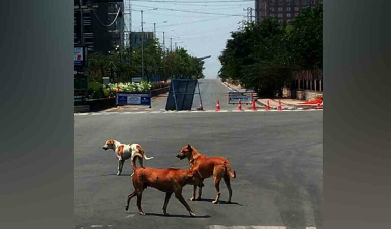 Stray dogs attack infant in MGM hospital premises