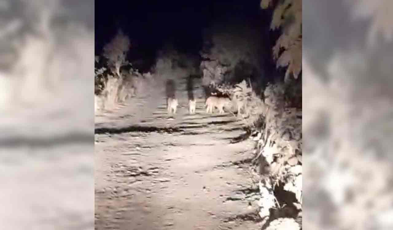 Watch: Family of tigers returns to Adilabad after three months