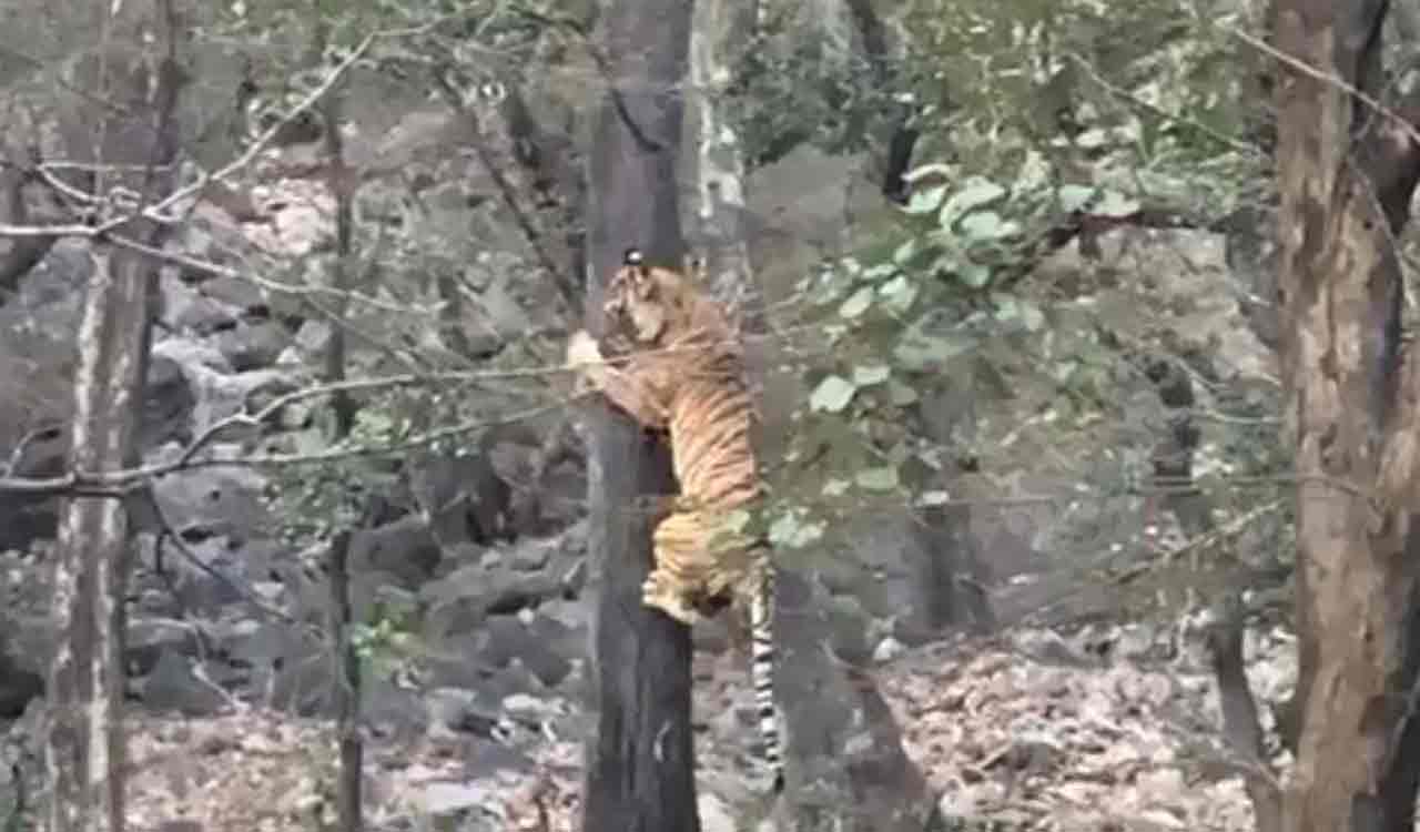 Watch: Prey escapes as tigress Noor couldn’t climb tree