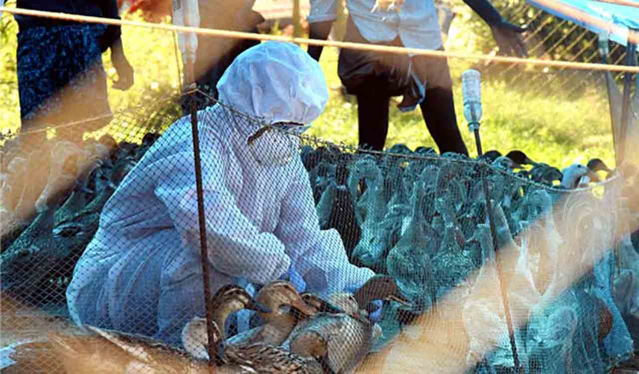 Human spillovers of bird flu rare but also lethal, says scientist