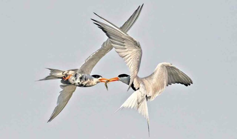 Black-bellied tern sighted in Nizamabad