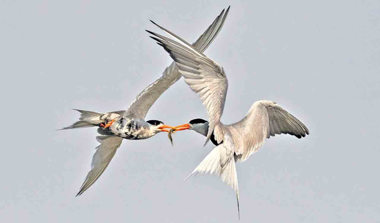 Telangana home to endangered Black-bellied tern