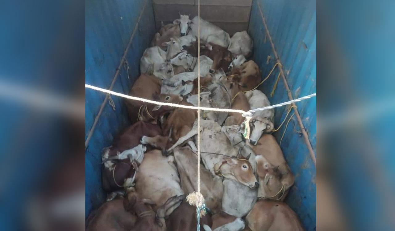 Cattle traders draw flak for flouting norms in Asifabad