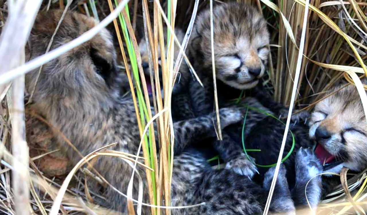 Cheetah translocated to India from Namibia gives birth to four cubs