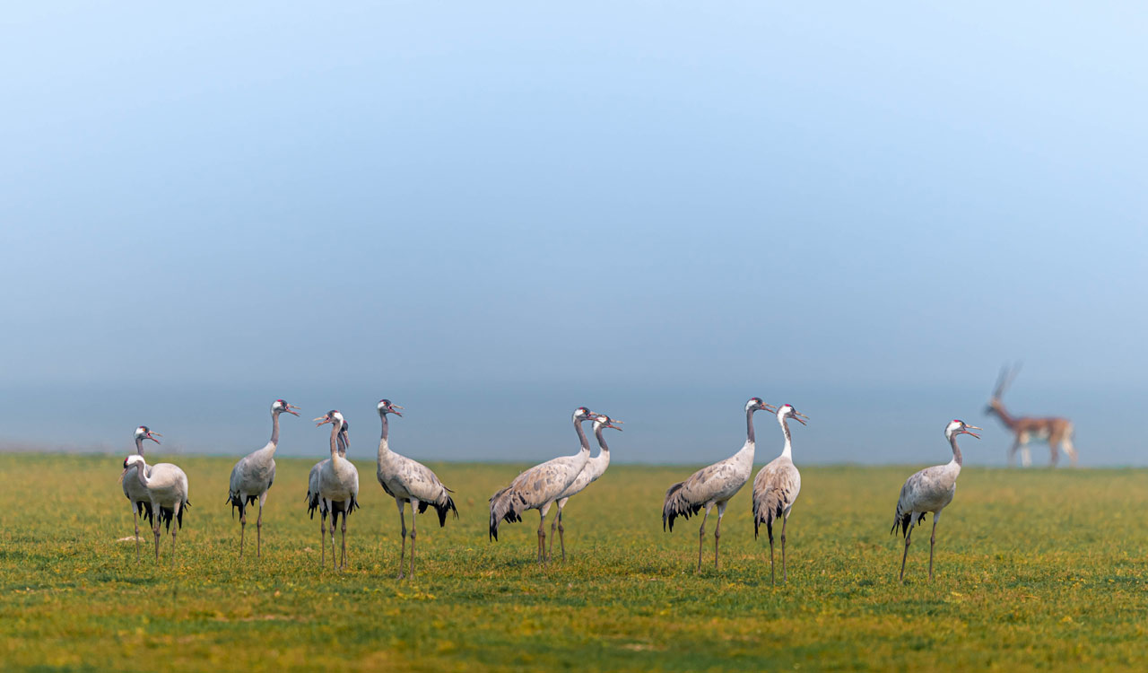 Common cranes reach Telangana from Europe
