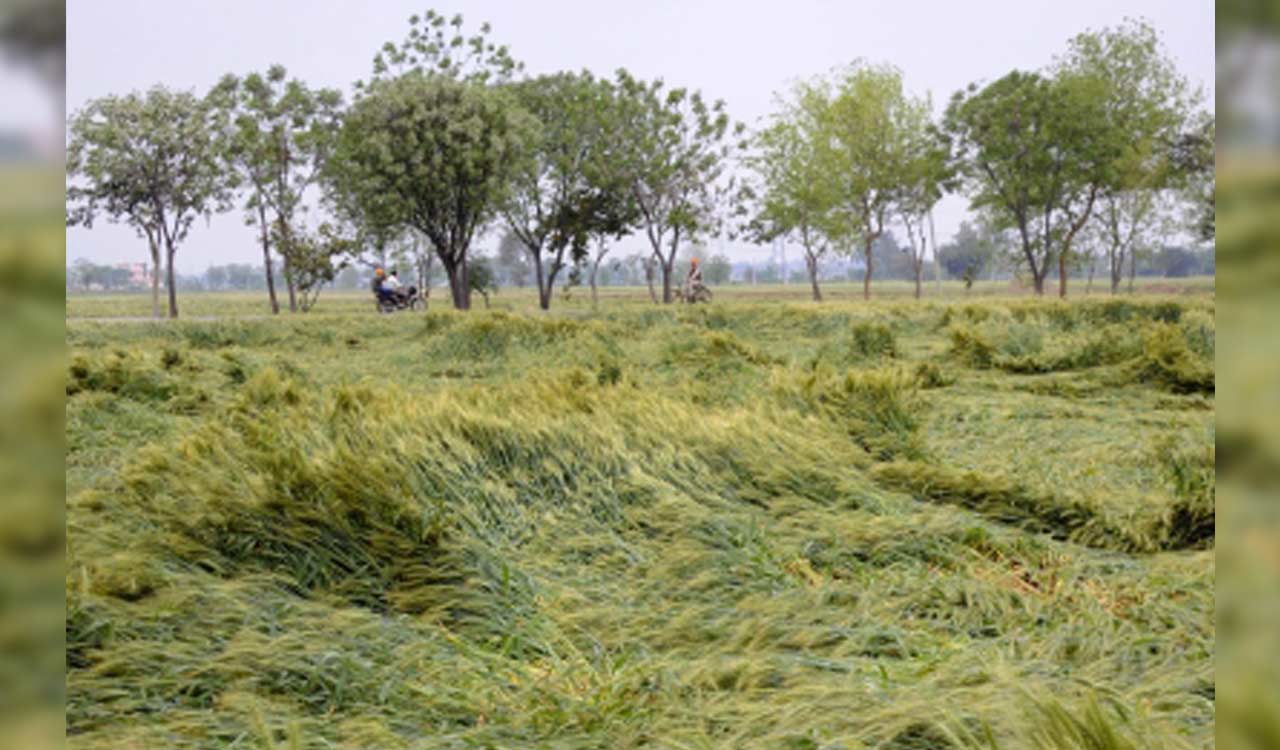 Crops over 3 lakh acres damaged in Andhra Pradesh
