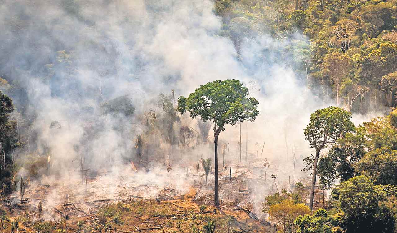 Opinion: When forest fire turns a curse