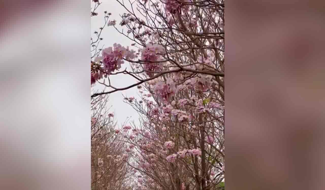 Hyderabad turns pink: City experiencing cherry blossom-like phenomenon ...